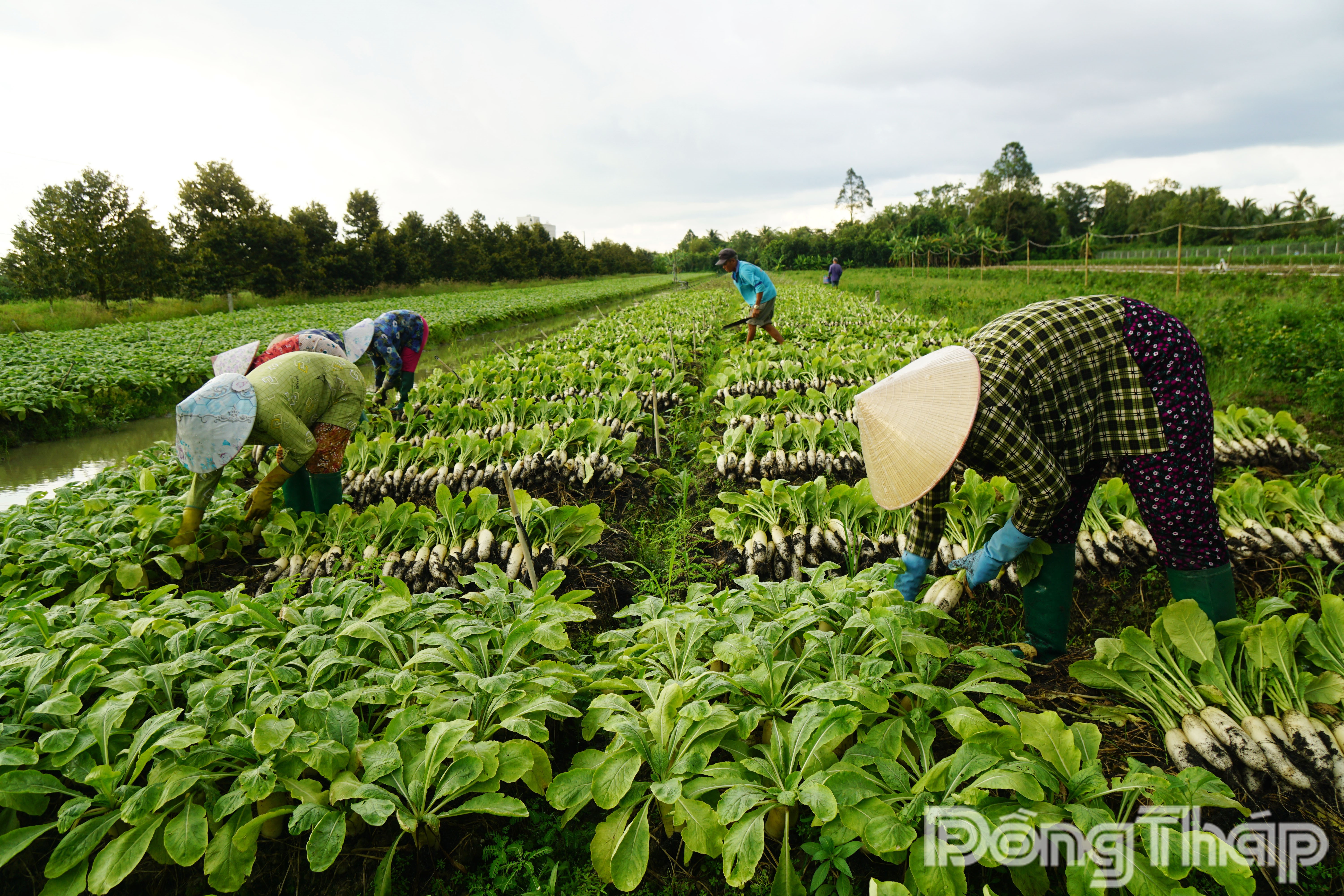 Hoạt động thu hoạch củ cải trắng diễn ra vào khung 16-17h, sau đó củ cải được vận chuyển về bãi để xử lý lúc 23h đêm, đảm bảo tươi ngon khi giao cho thương lái